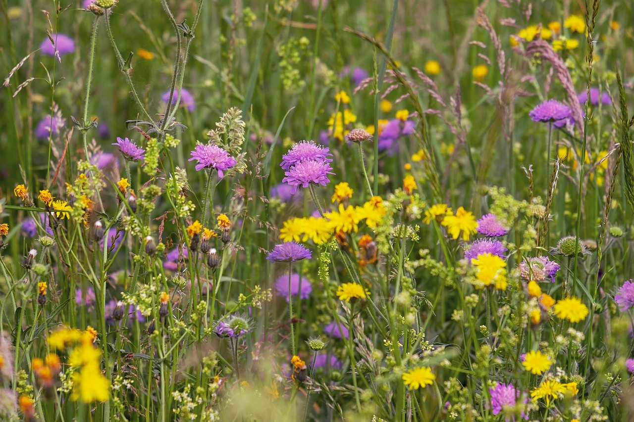 wildflower meadow, flower, beautiful flowers, arable widow flowers, dandelion, bloom, nature, flower wallpaper, wildflower, flower background, spring, grasses, flora, wicker plants, pointed flower, sea of flowers, plant, natural plant, meadow
